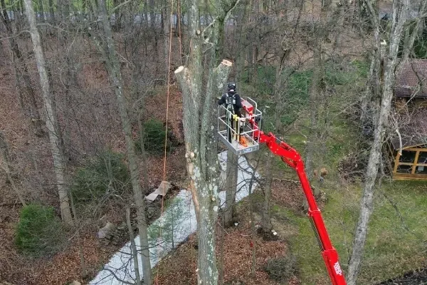 Tree trimming and pruning services in Spring Grove PA maintaining healthy trees and improving landscape appearance and safety