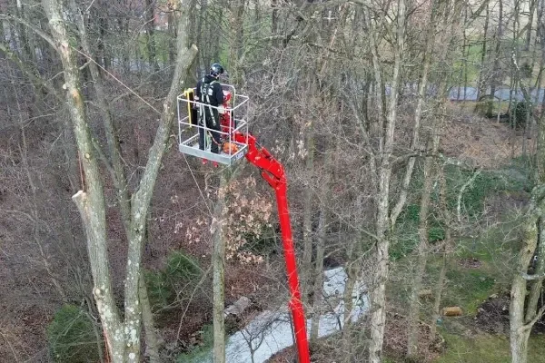tree trimming in Spring Grove PA enhancing curb appeal while maintaining proper tree shape and structure
