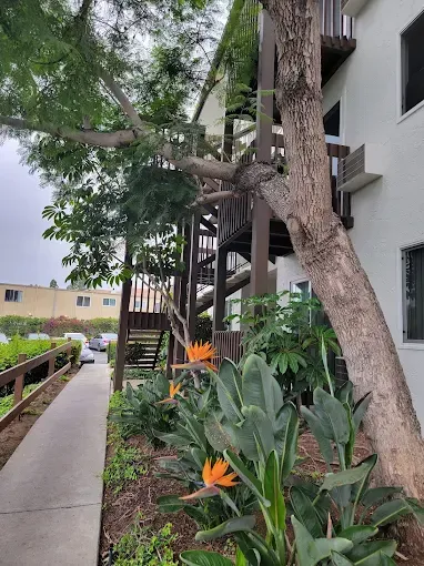 Apartment walkway with trees, orange flowers, and stairs beside a white building