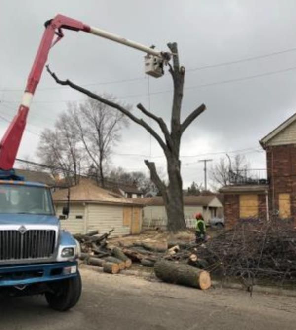 Gallery | Al's Tree Service | Detroit, MI