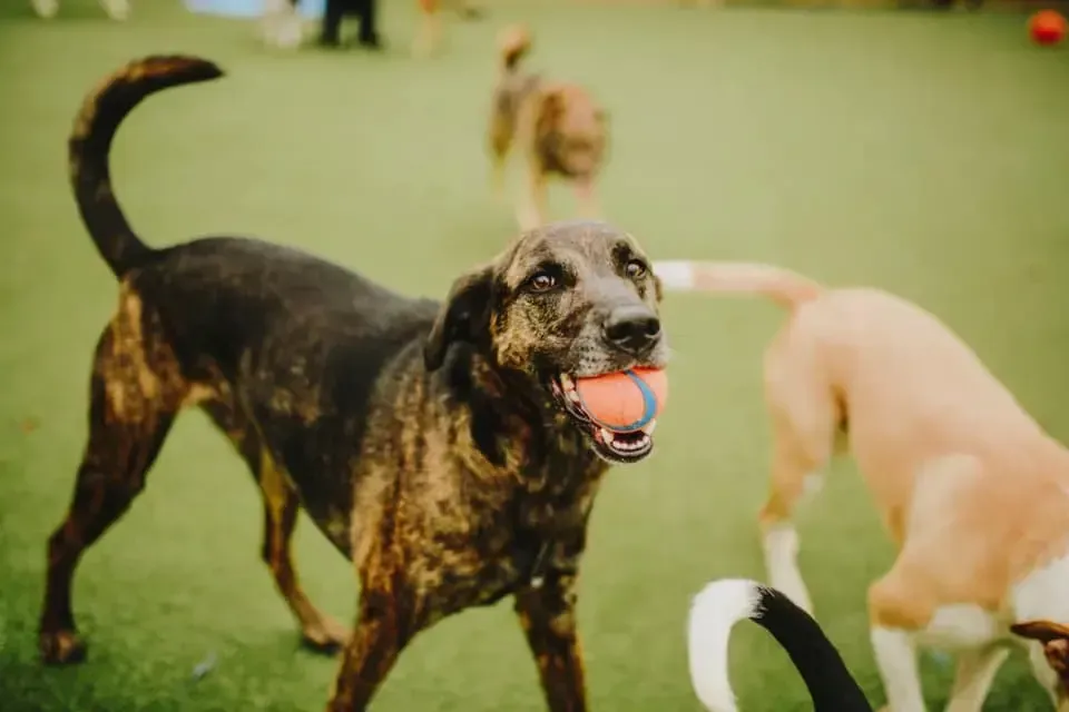 Two dogs playing on grass, one black and brown dog facing camera with open mouth