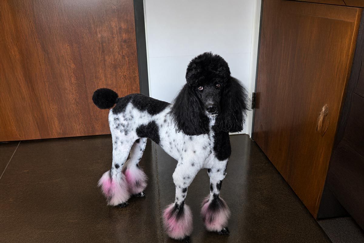 Black-and-white poodle with pink booties standing indoors on a dark floor.