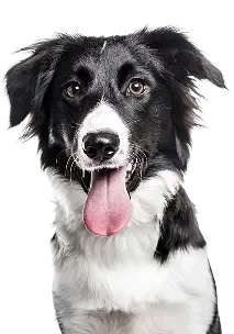 Black and white dog with pink tongue, looking at the camera on a white background
