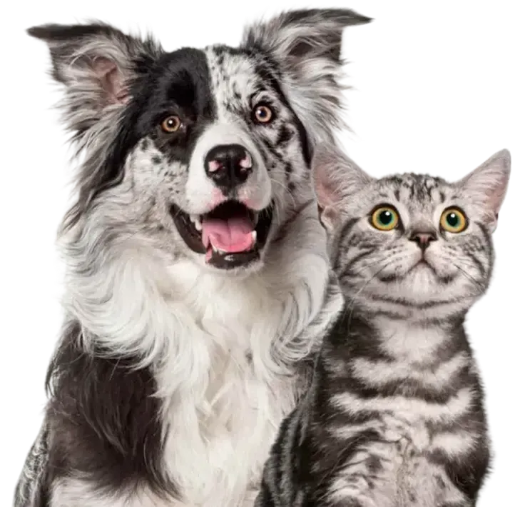 Black-and-white dog and gray tabby cat sitting side by side on a white background