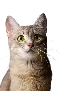 Spay and Neuter