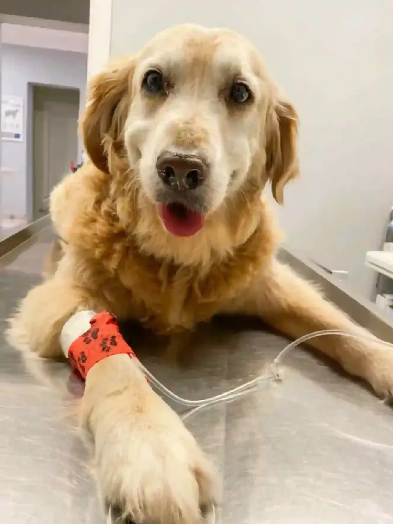 Golden retriever lying on a metal exam table with a red bandage on its front leg, panting gently.