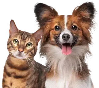 A tabby cat and a fluffy brown-and-white dog posing side by side against a white background