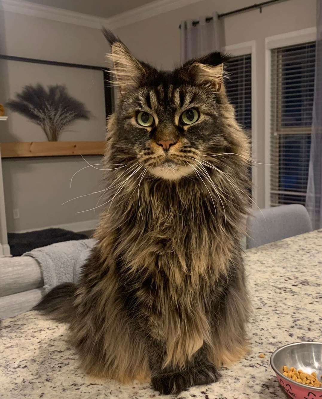 Long-haired tabby cat sitting on a kitchen counter, facing the camera.