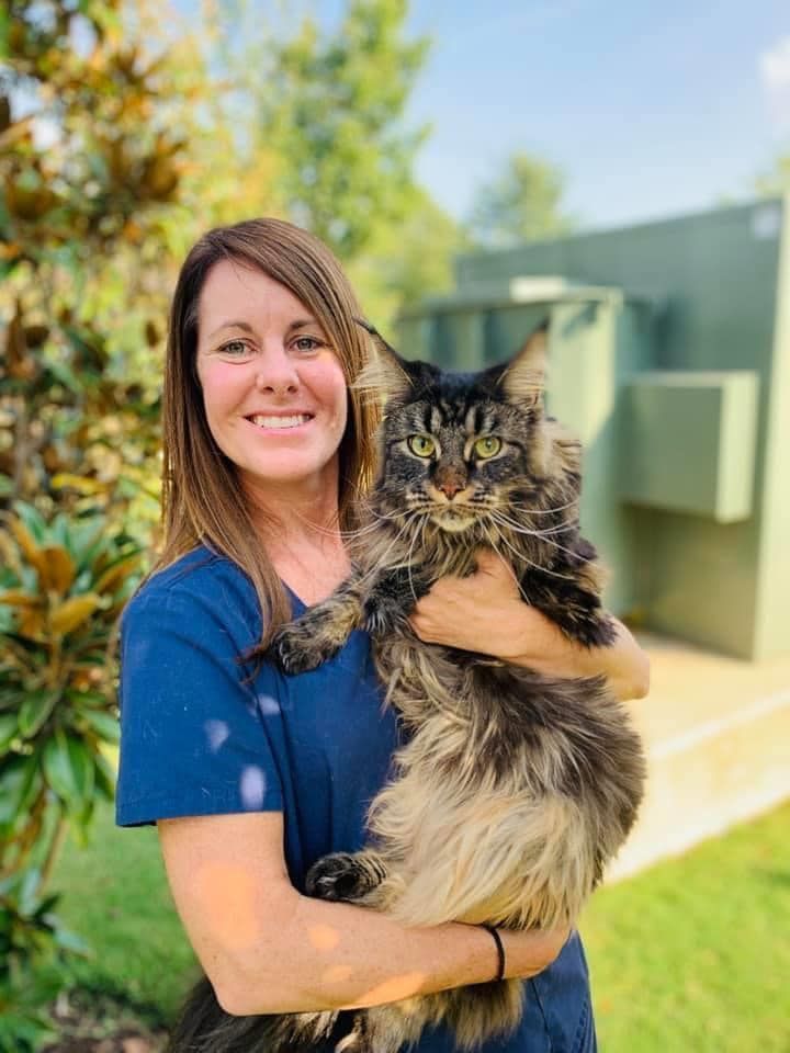 Woman in a blue shirt holding a fluffy cat outdoors in bright sunlight.