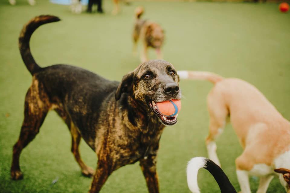 Two dogs playing on grass, one black dog with a ball in its mouth, another tan dog beside it.