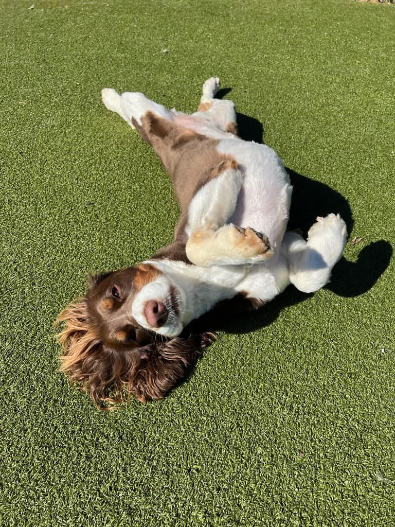 Dog lying belly-up on green grass, looking at the camera with a relaxed expression.