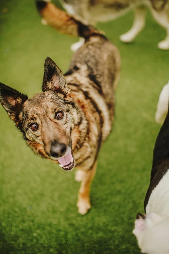 A dog in our outdoors yard