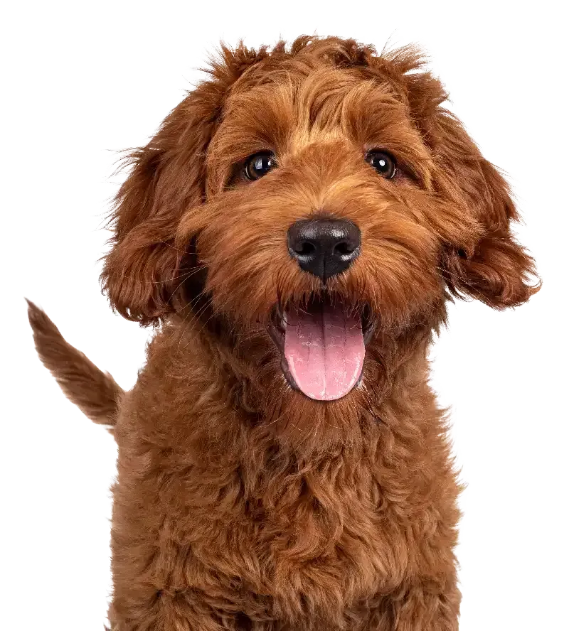 Fluffy brown puppy with tongue out