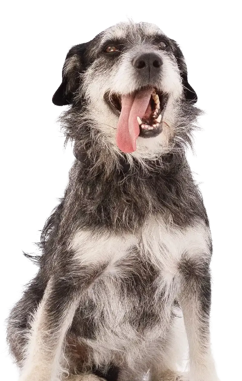 Black-and-white dog with mouth open and tongue out, sitting 