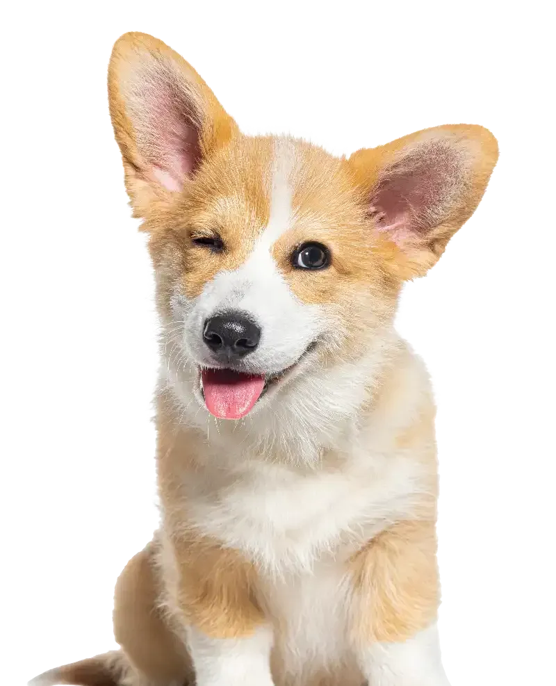 Happy corgi puppy with tan and white fur, winking and sticking out its tongue on a white background