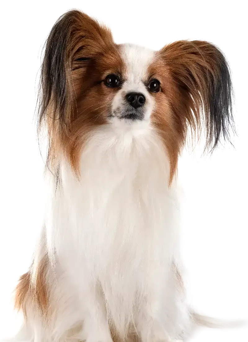 Papillon sitting