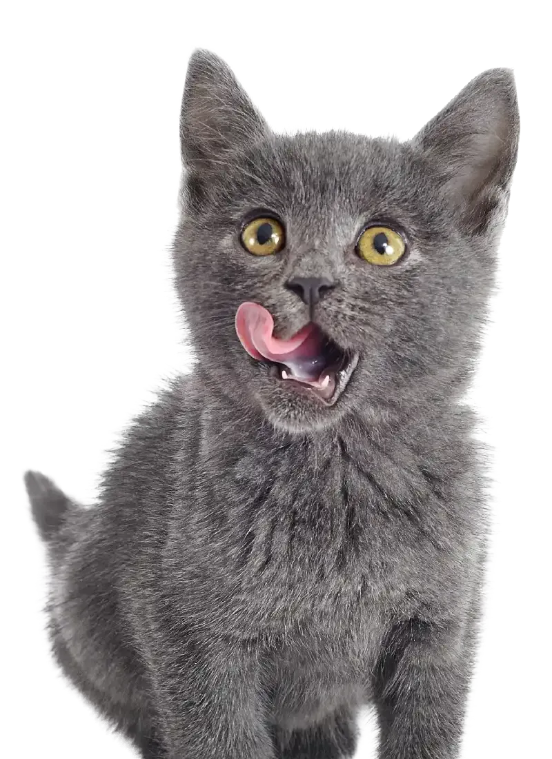 Gray kitten licking its nose while sitting 