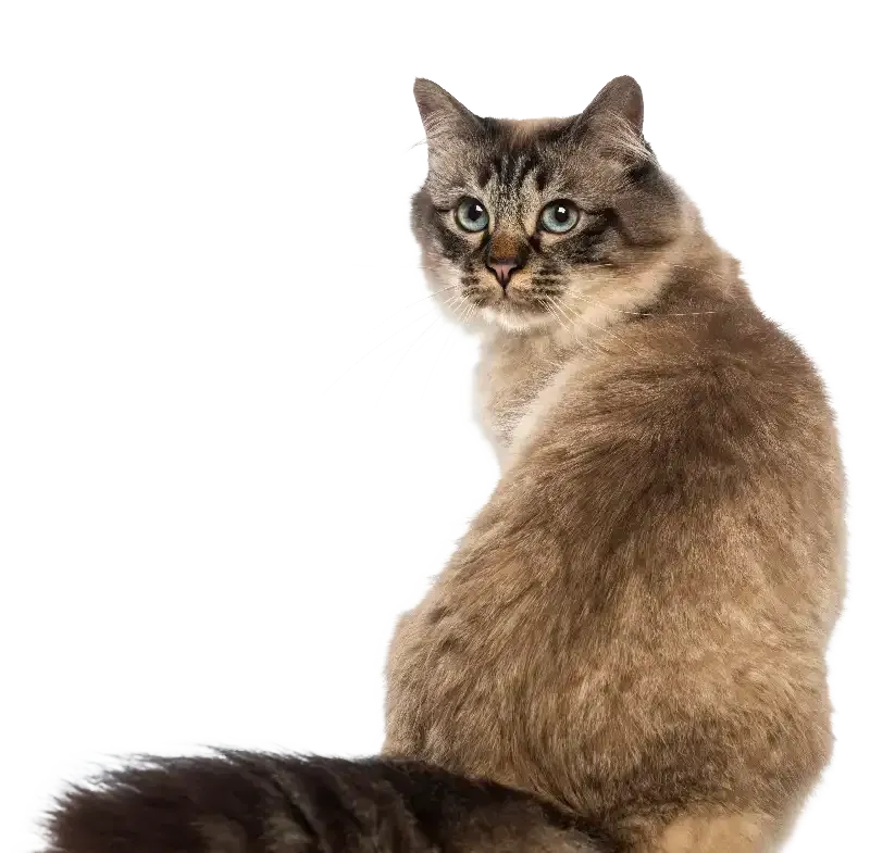 Fluffy brown tabby cat sitting and looking back over its shoulder on a white background
