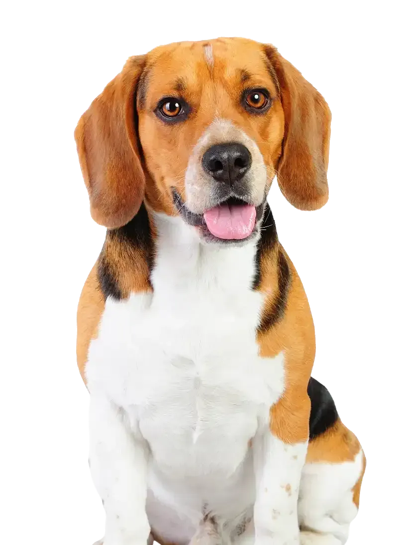 Beagle dog sitting against a white background, with brown, black, and white fur, mouth slightly open.