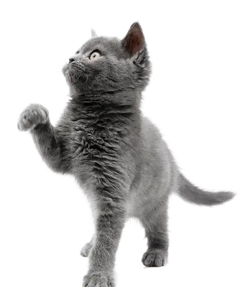 Gray kitten standing on hind legs, paw raised and looking upward.