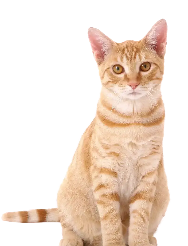 Orange tabby cat sitting and facing forward