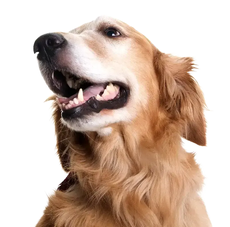Golden retriever dog on a white background, looking up with mouth open and tongue visible