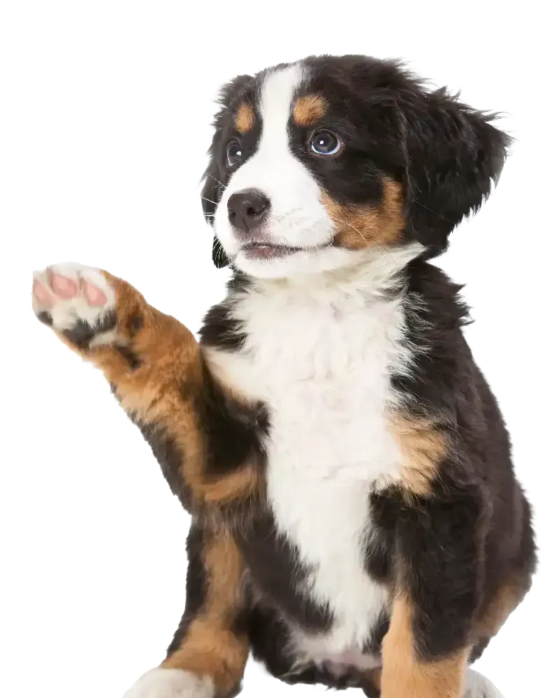 Tri-color puppy with one front paw raised on a white background