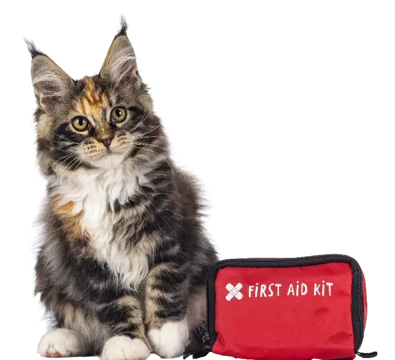 Fluffy kitten beside a red first aid kit