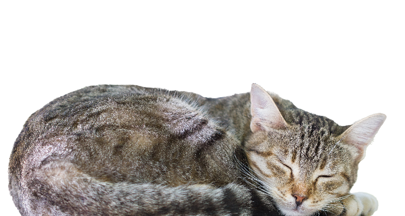Sleeping gray tabby cat curled on a white background