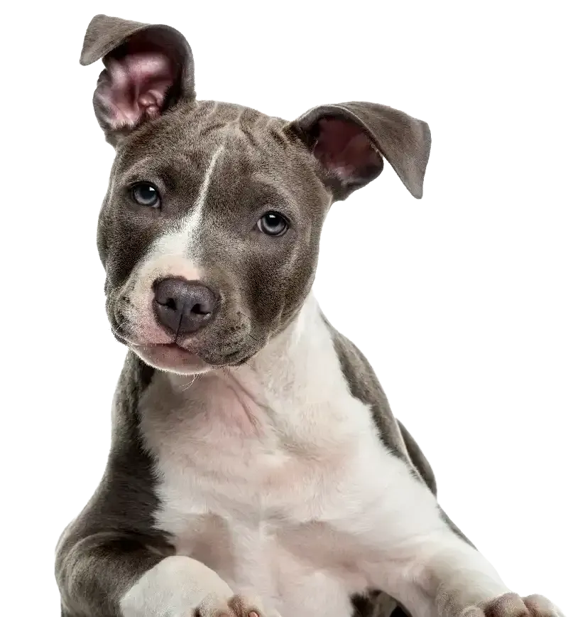 Gray and white puppy with a tilted head against a white background