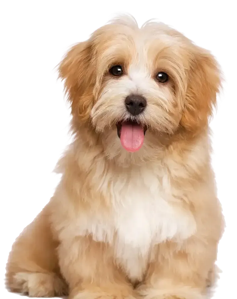 Fluffy tan-and-white puppy sitting and facing forward with tongue out on a white background