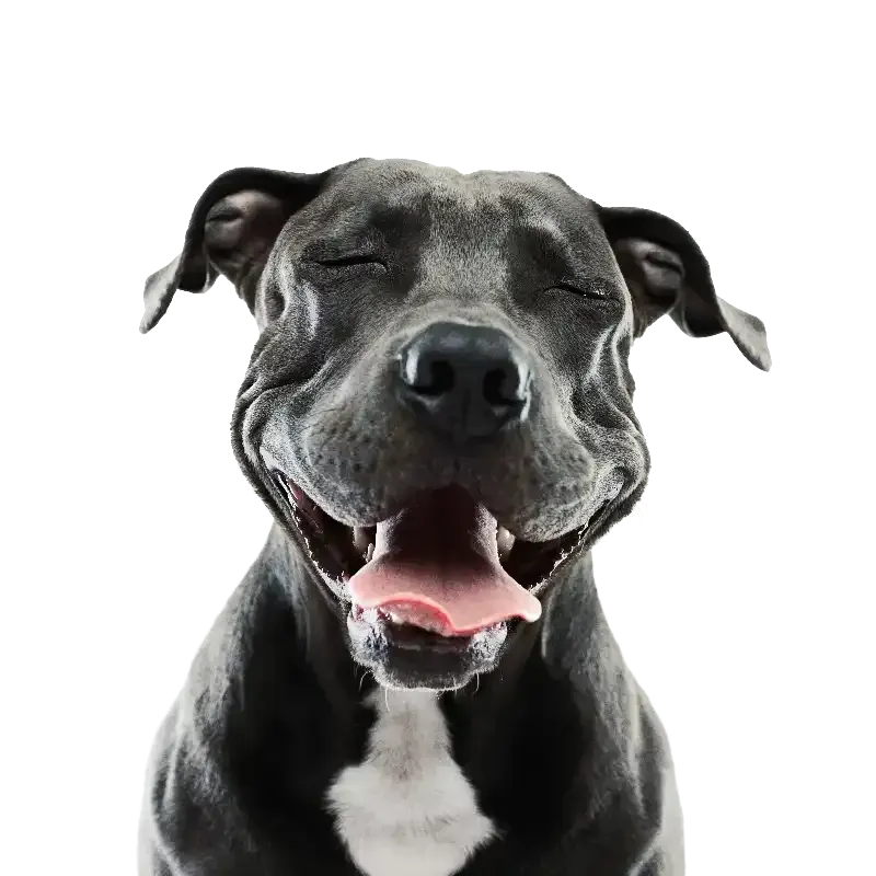 Black dog smiling with eyes closed, white chest, on a white background
