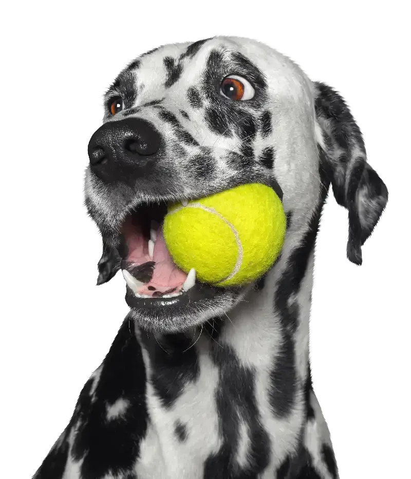 Dalmatian holding a yellow tennis ball in its mouth against a white background