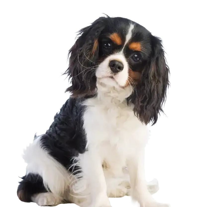 Small black, white, and tan Cavalier King Charles Spaniel sitting