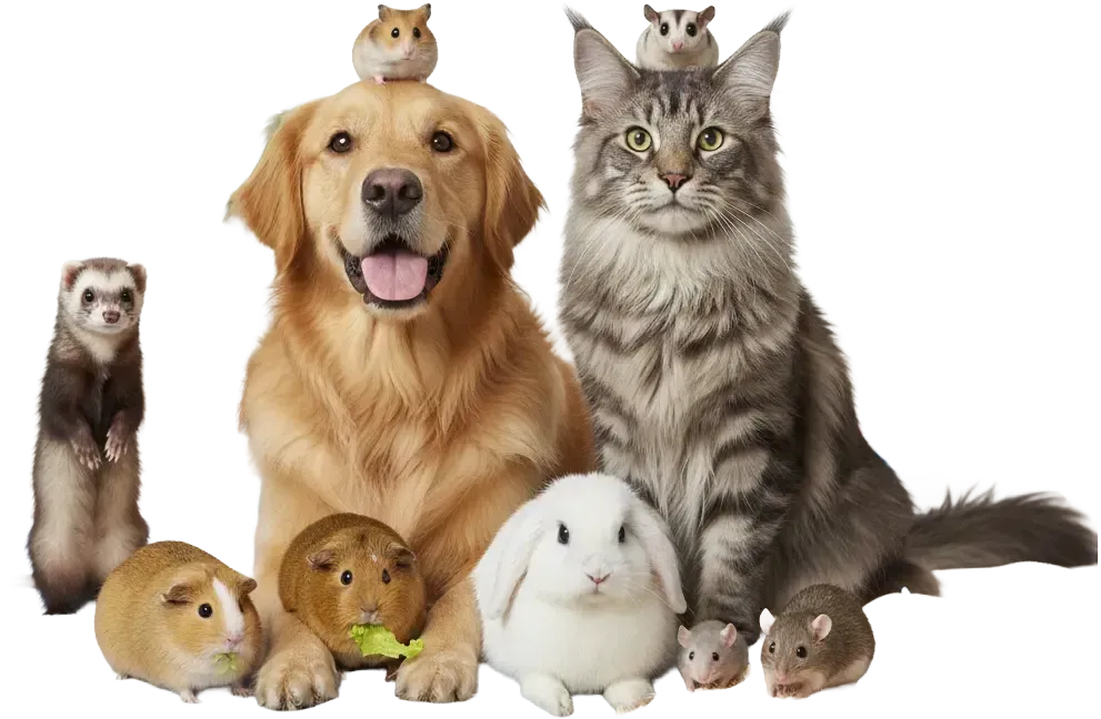 Knowledgeable Veterinarian