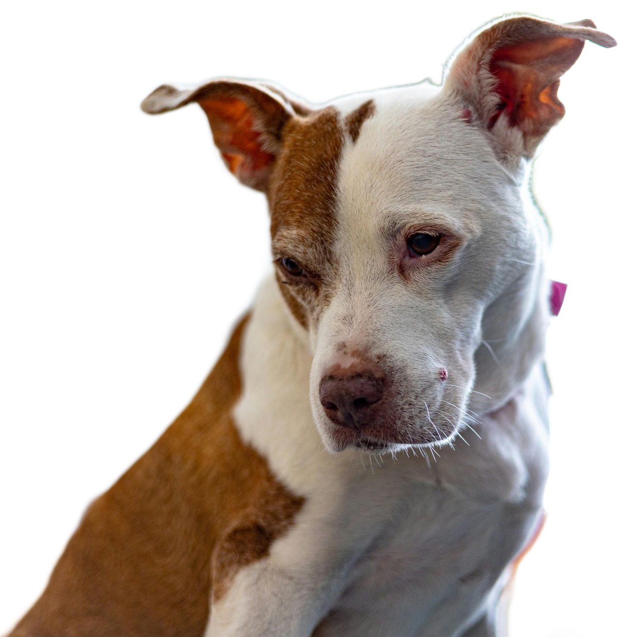 Brown-and-white dog with one ear perked, looking slightly downward