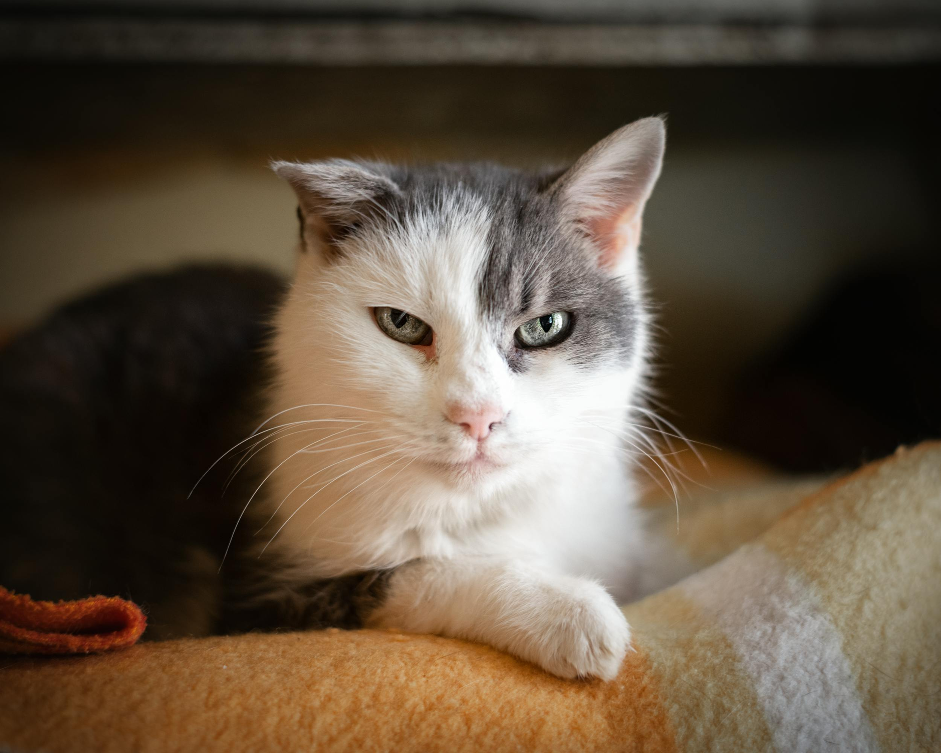Gray-and-white cat resting on a blanket, staring calmly at the camera.