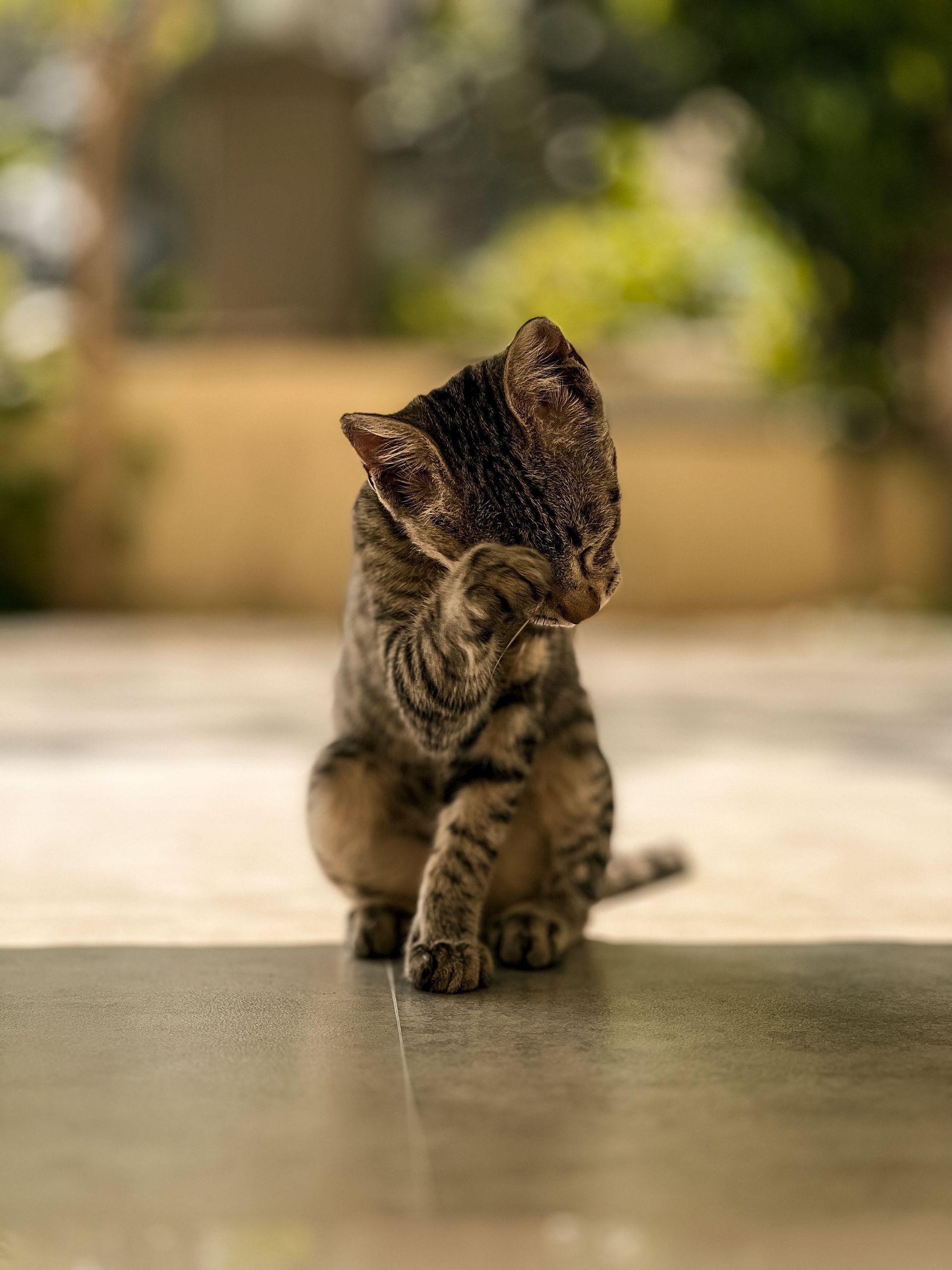 Tabby kitten sitting upright on a sunlit patio, paw raised, with a blurred garden background