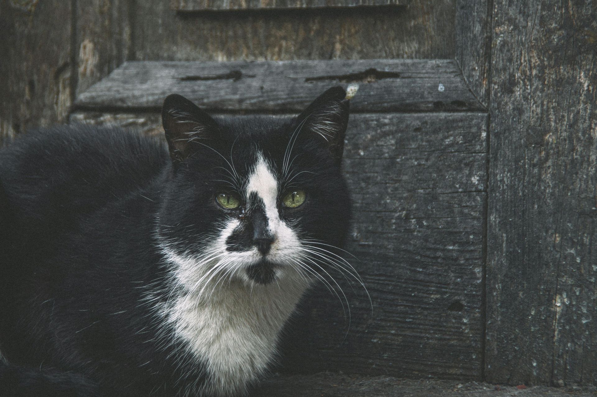 Black-and-white cat sitting in front of a weathered wooden door, looking toward the camera.
