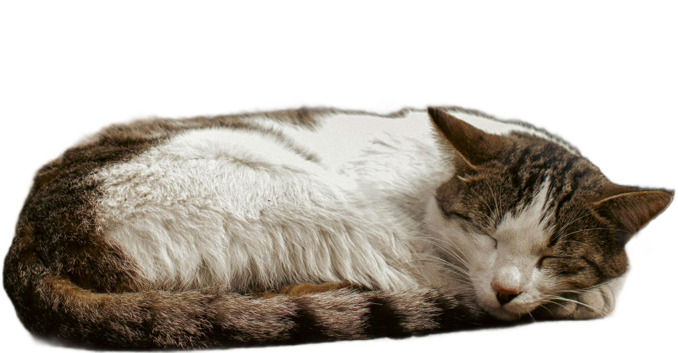 Sleeping brown-and-white cat curled on a white background