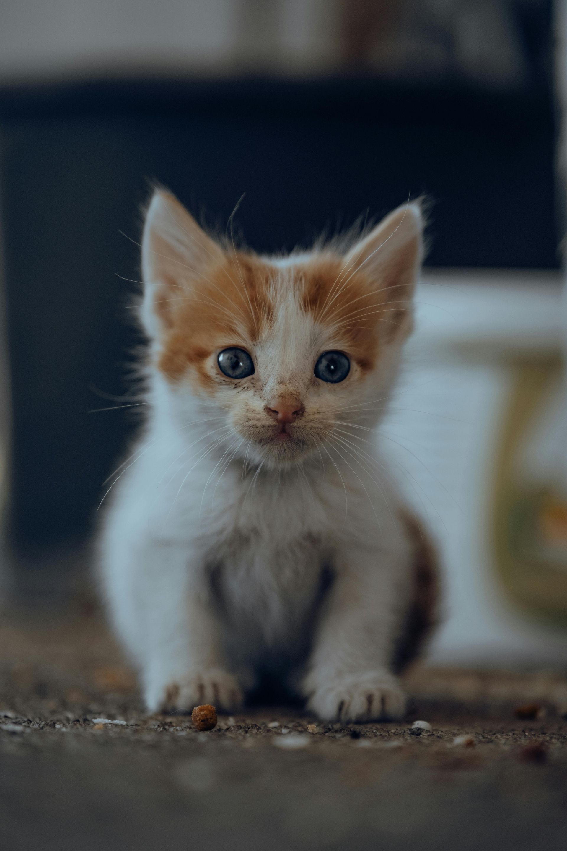 Tiny ginger-and-white kitten standing on a floor, looking curiously at the camera.