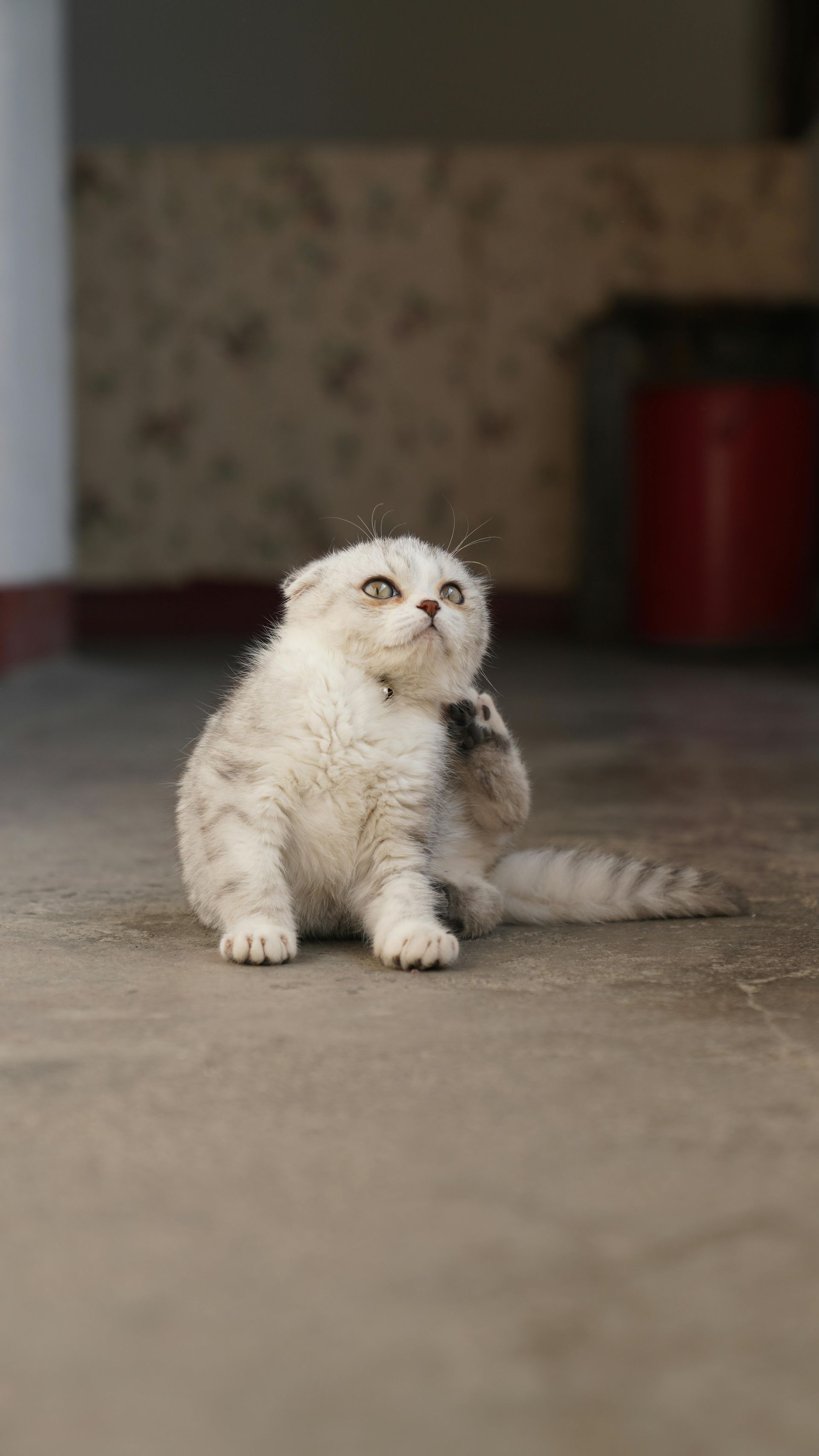Small fluffy white kitten sitting on a floor indoors, looking upward.