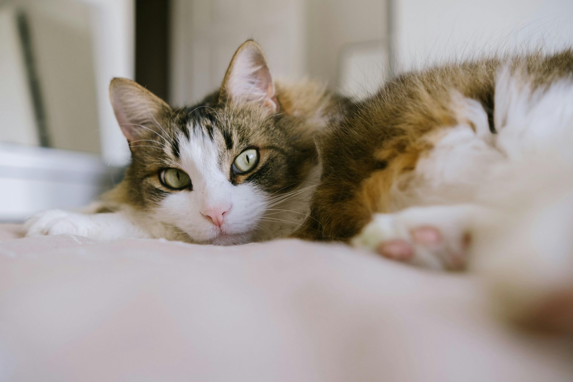 Fluffy brown-and-white cat lying on a bed, looking at the camera.