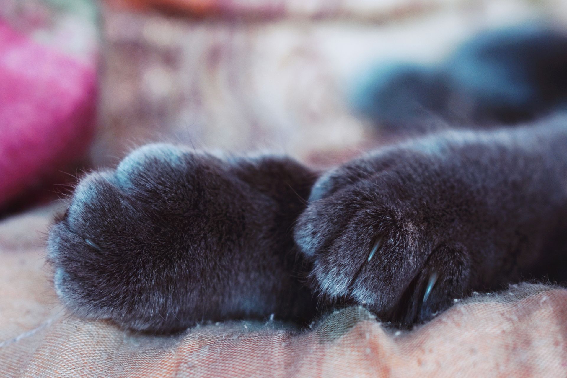 Close-up of black kitten paws