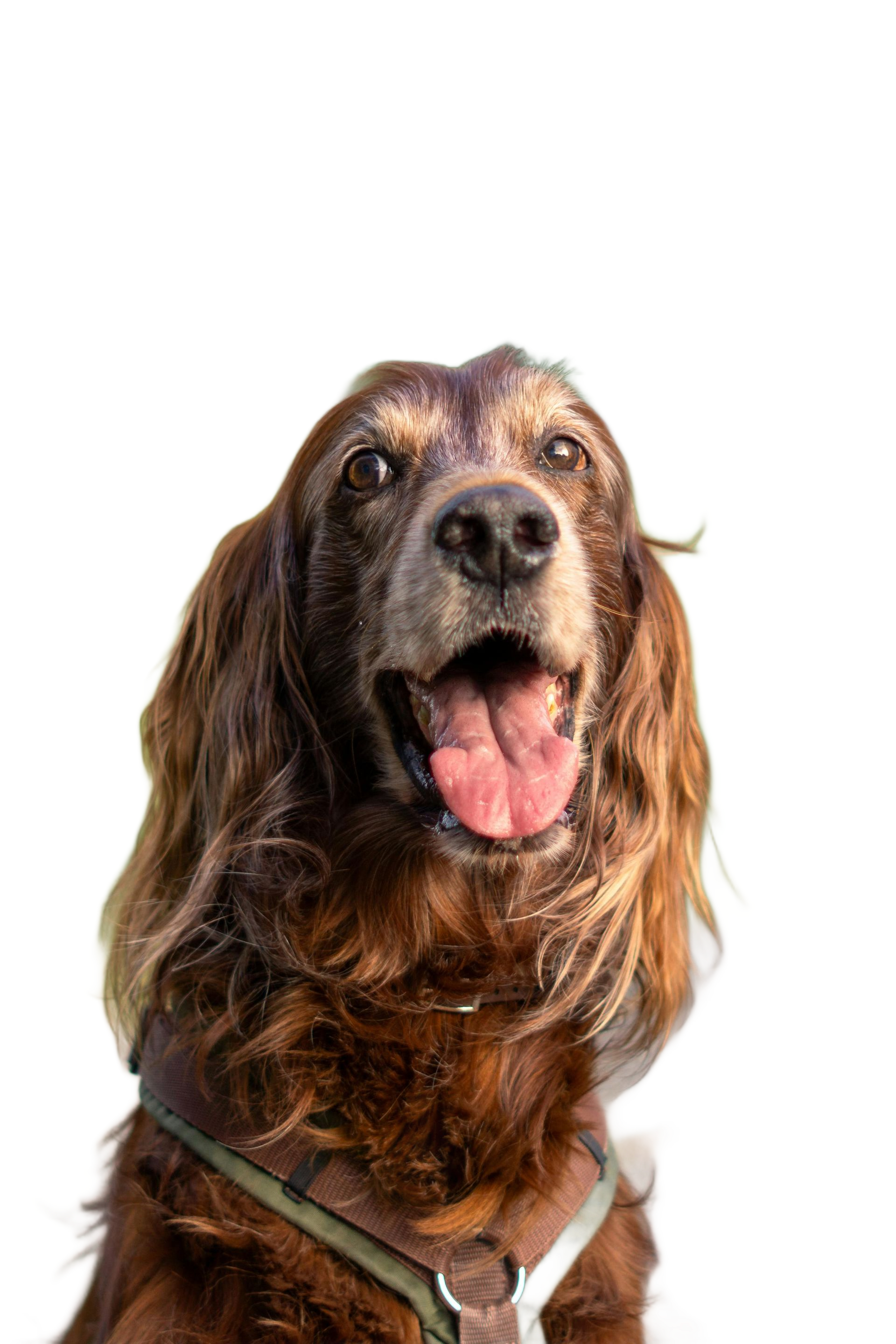 Brown dog with long fur and tongue out, wearing a harness