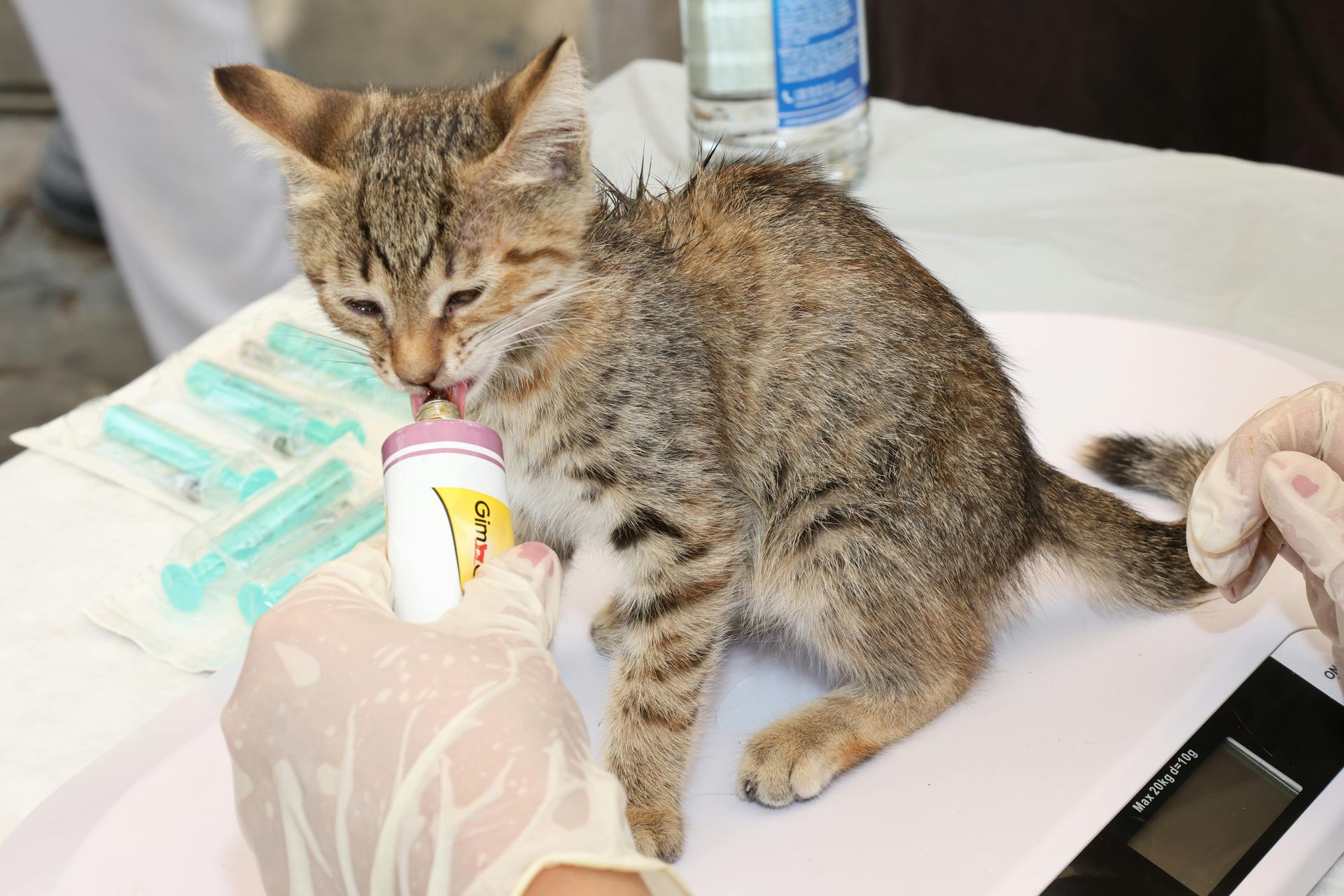 Veterinary Surgery