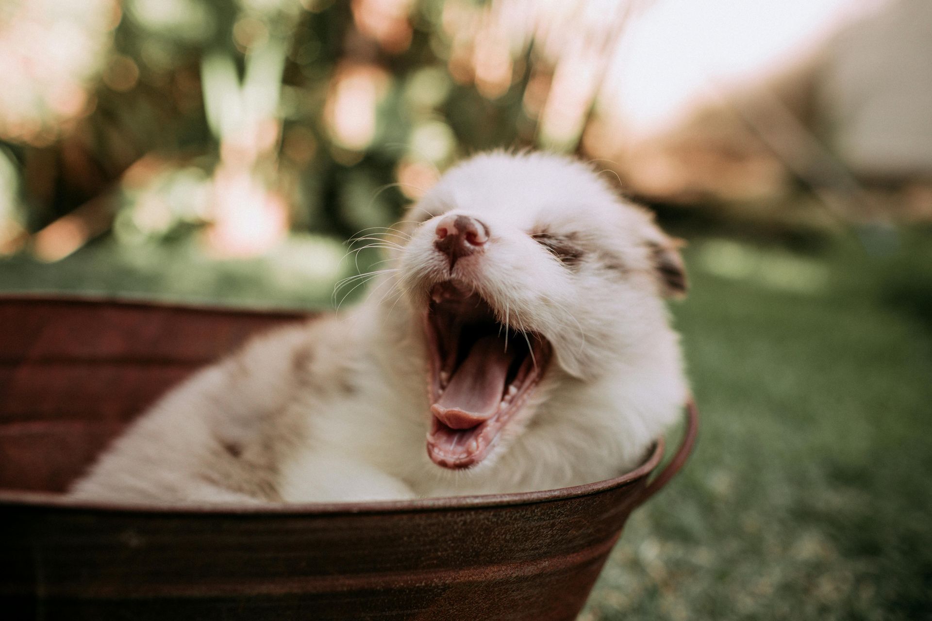 Yawning white puppy lounging in a brown basket outdoors on grass