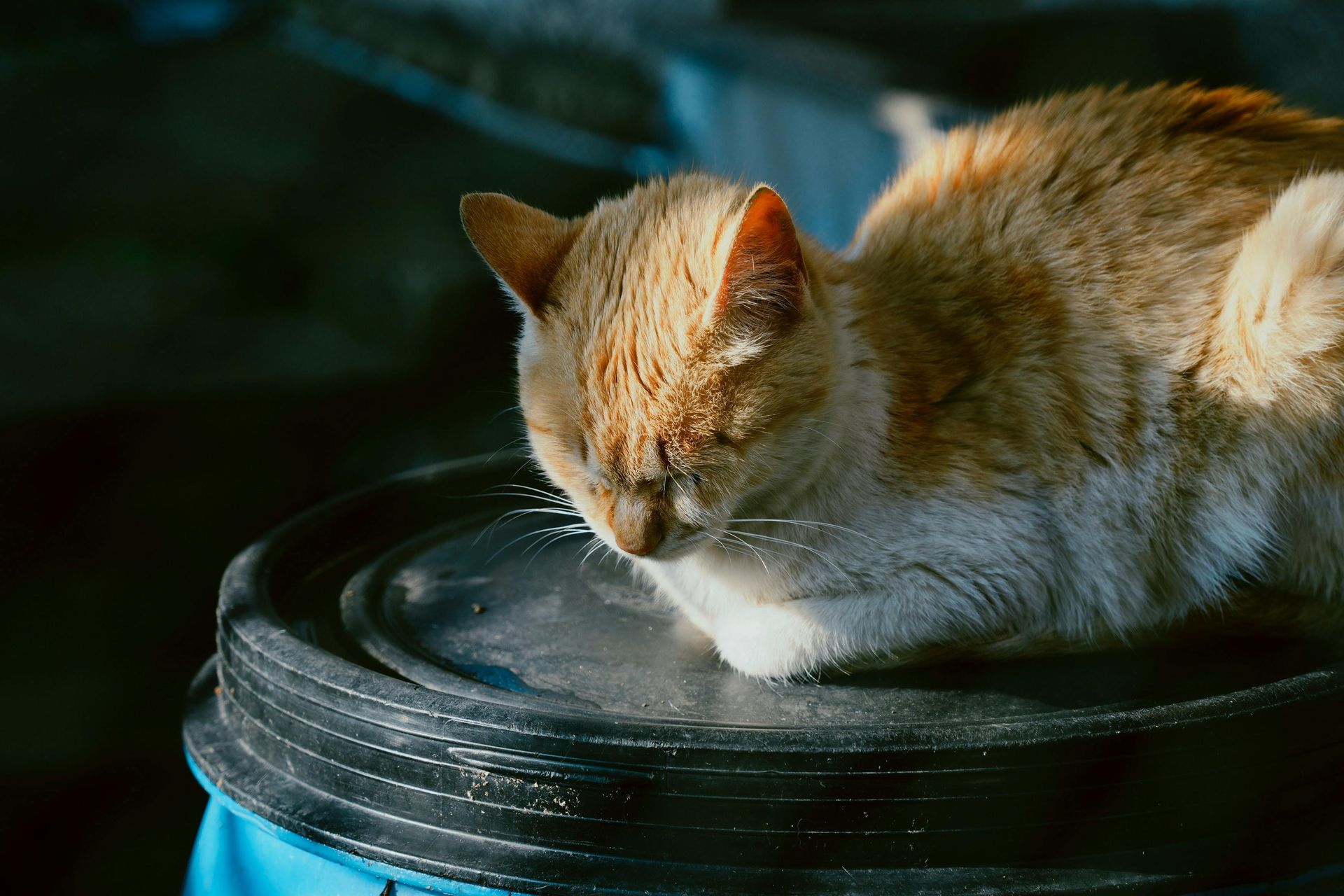 Orange-and-white cat resting on a black lid in dim light
