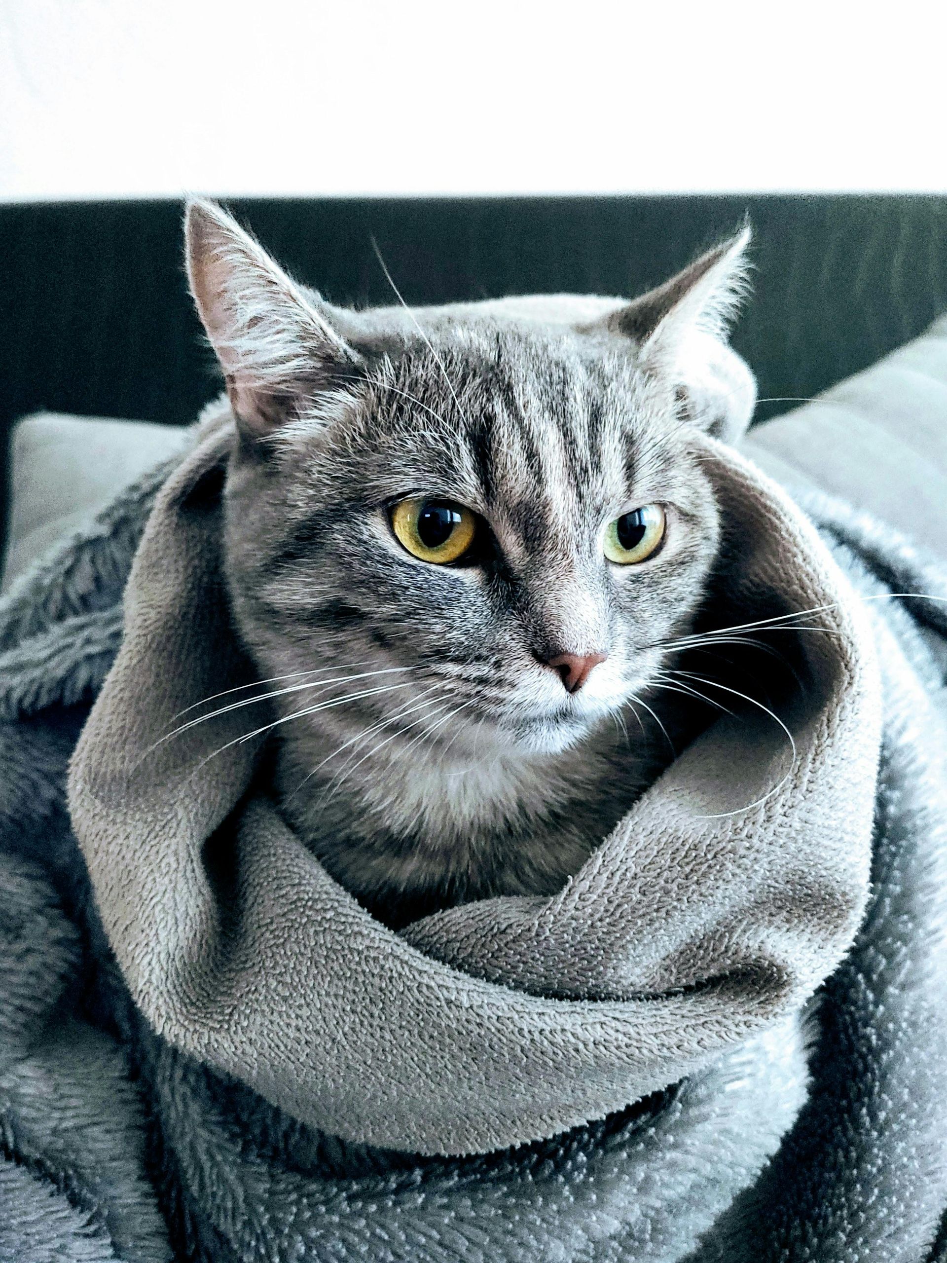 Gray tabby cat wrapped in a soft gray blanket, sitting on a couch and looking alert