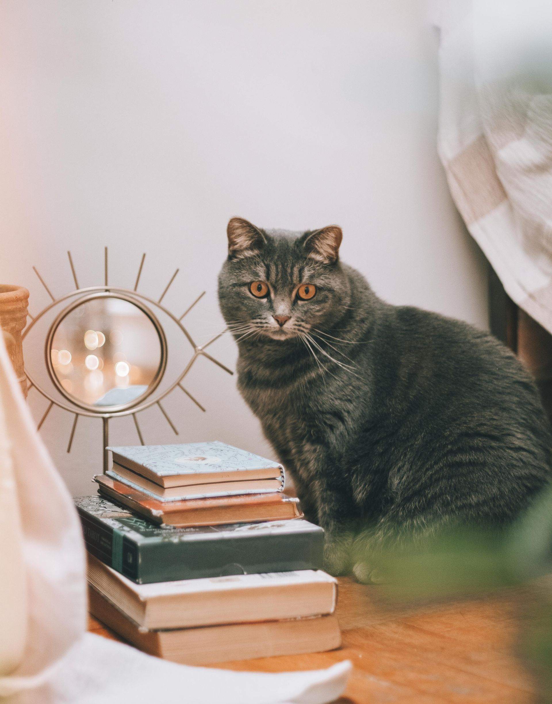 Gray tabby cat beside stacked books and a round lamp on a wooden floor, looking at the camera